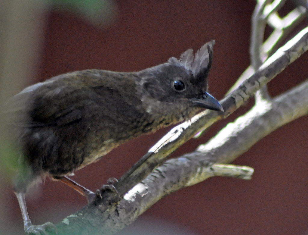 Dream Meaning of Bird Tapping On Window
