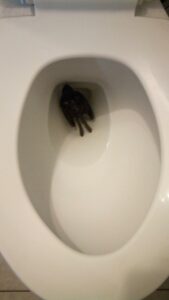 Dream Meaning of Dead Bird In A Toilet