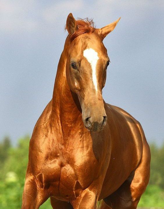 Dream Meaning of Copper Colored Horse