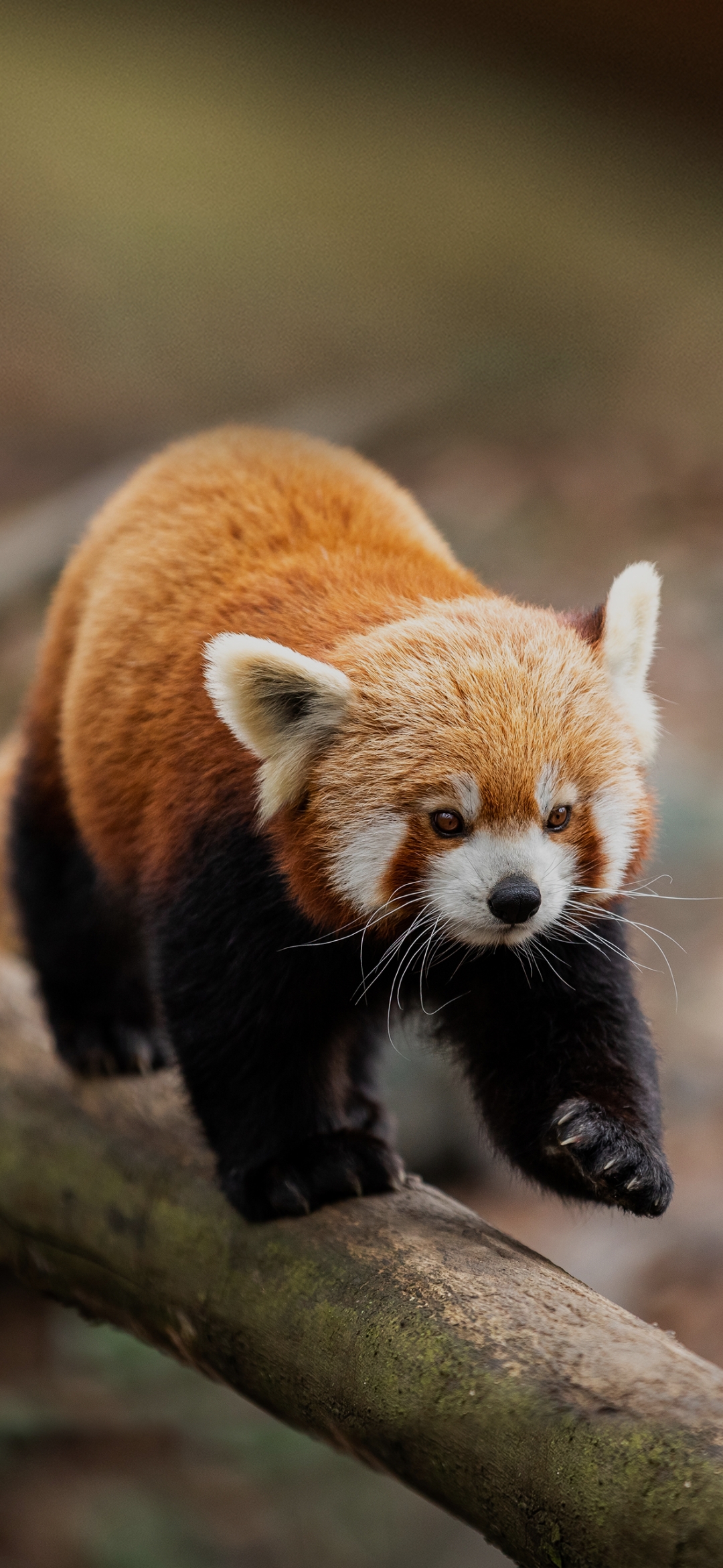 Dream Meaning of A Panda Bear