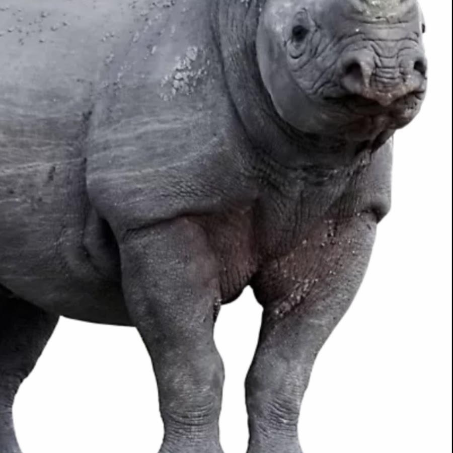 Dream Meaning of A Rhino