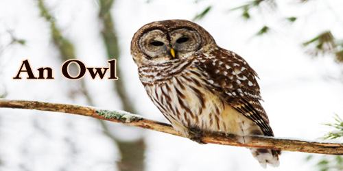Dream Meaning of An Owl