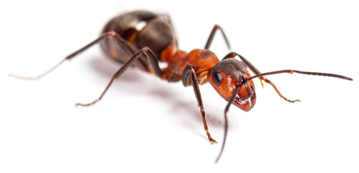 Dream Meaning of Ants