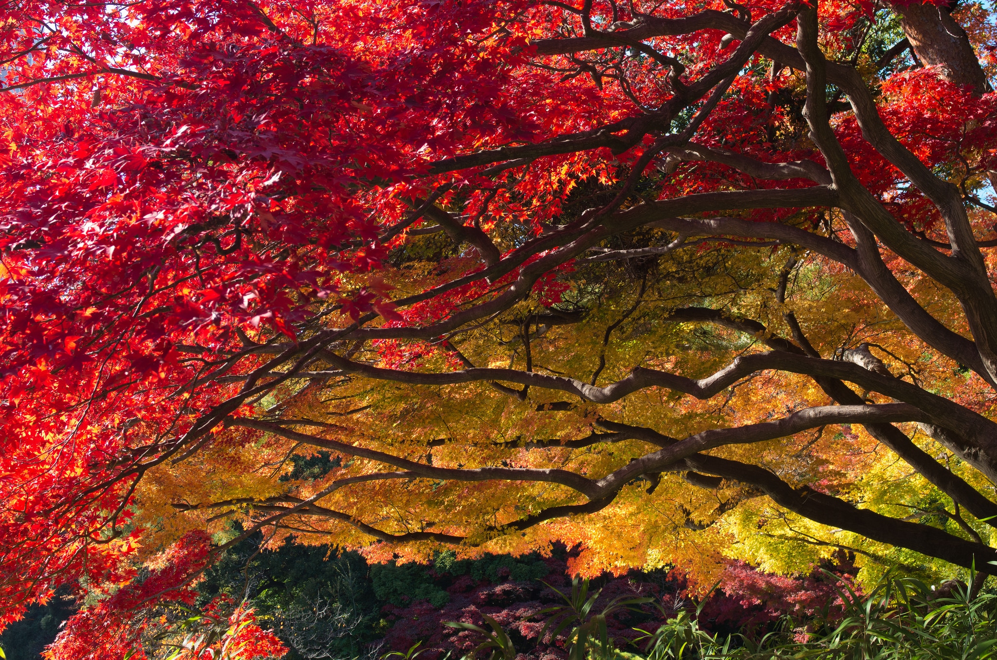 Dream Meaning of Autumn Leaves