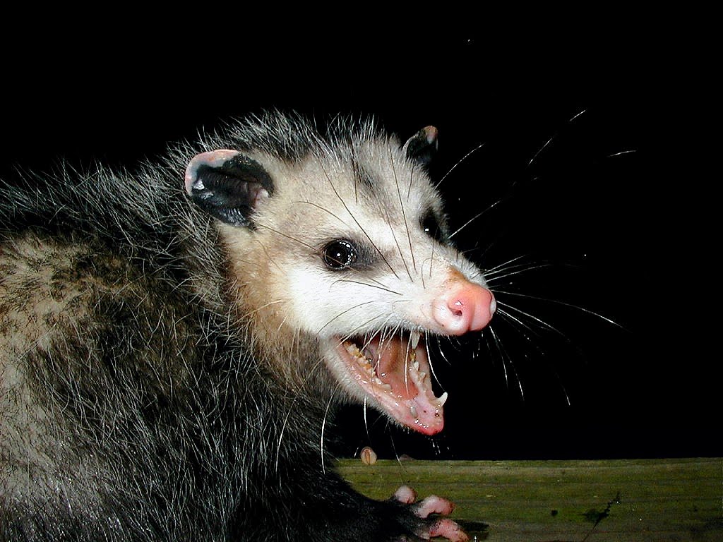 Dream Meaning of A Possum