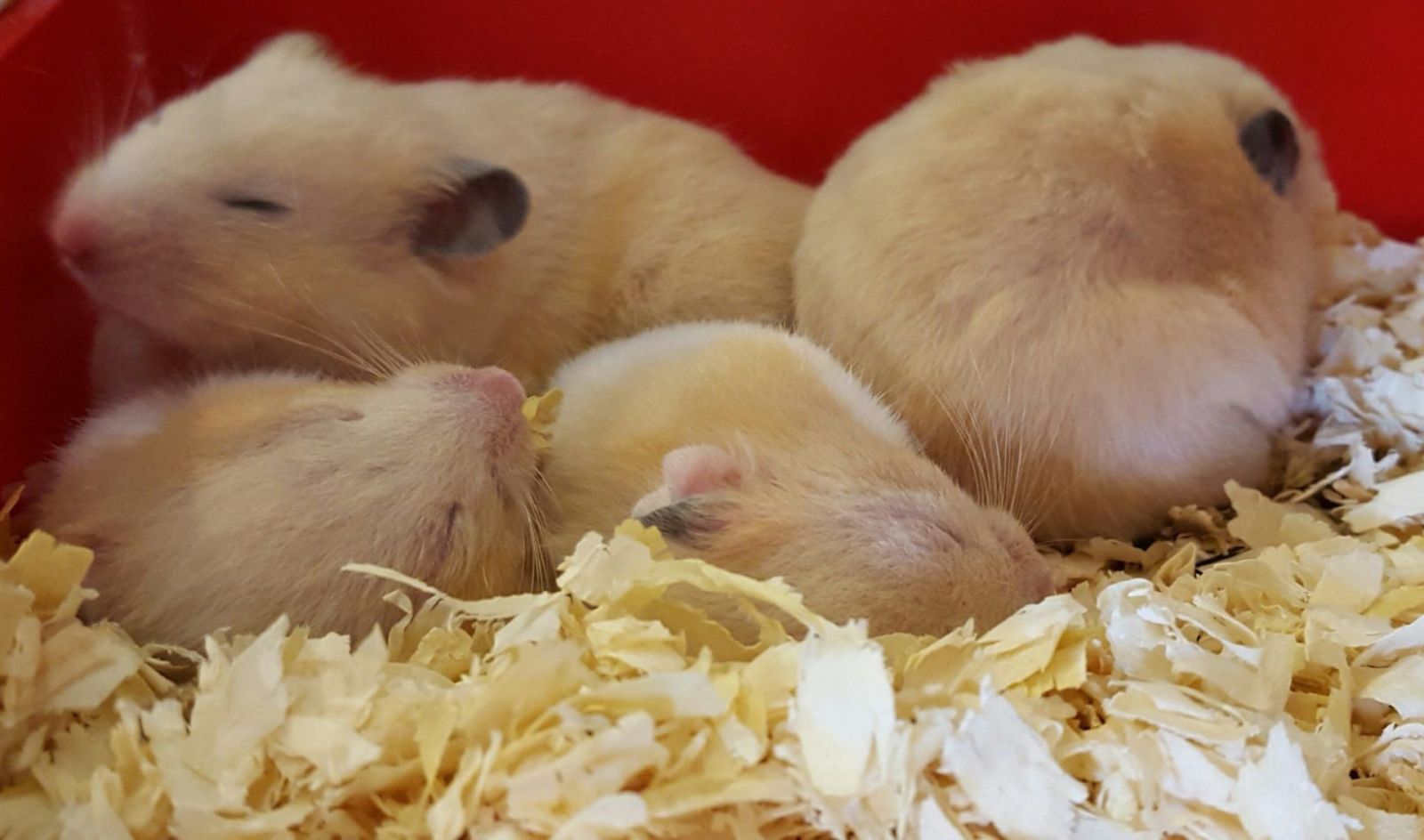 Dream Meaning of Baby Hamsters