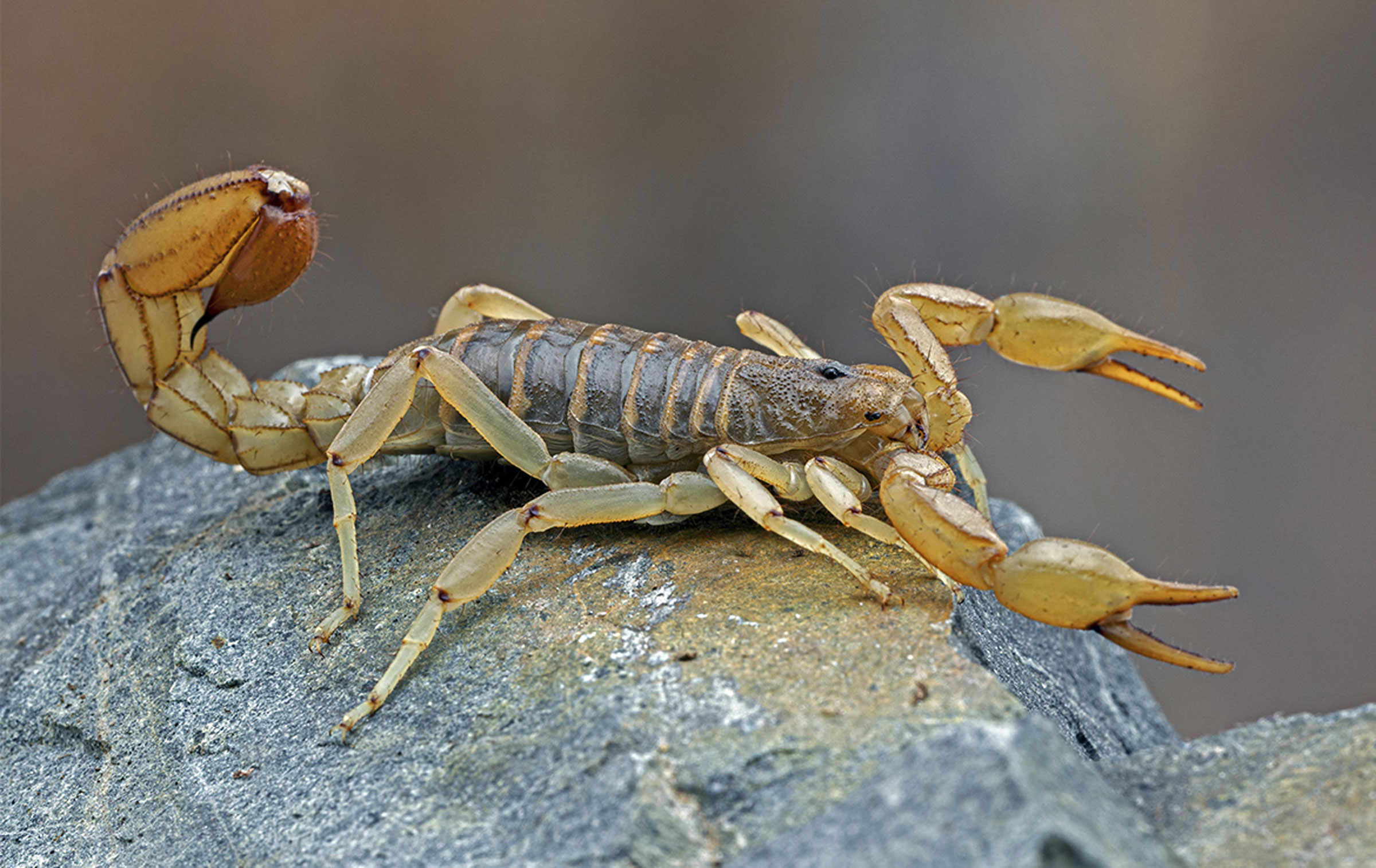 Dream Meaning of Brown Scorpion