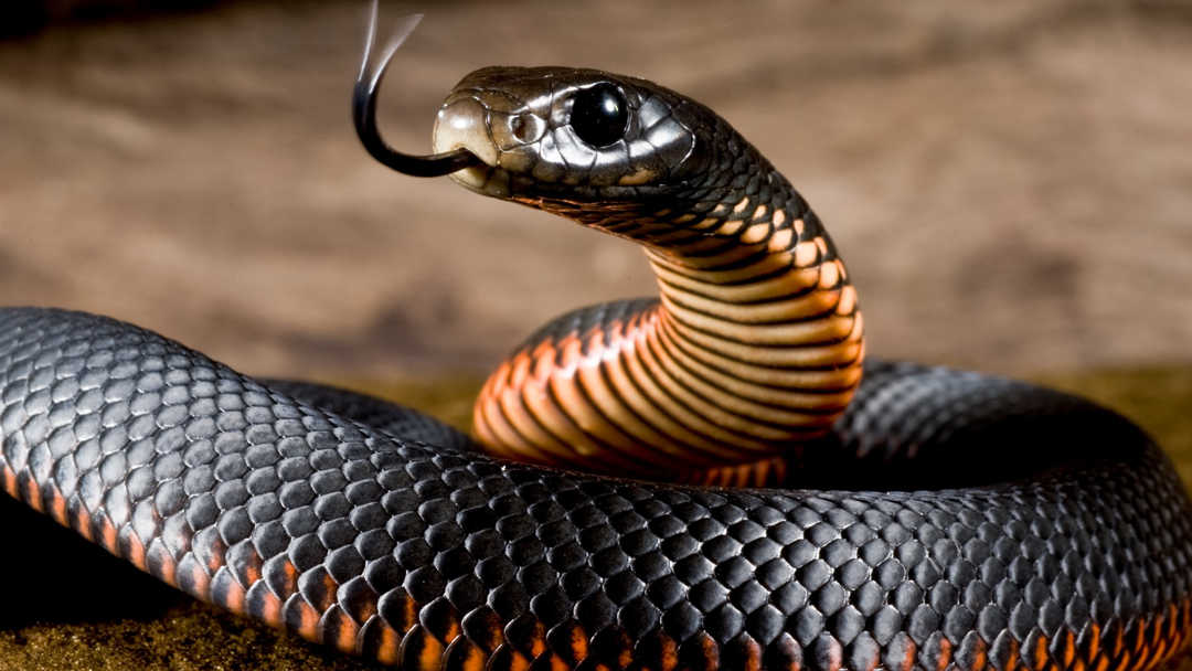 Dream Meaning of A Black Snake