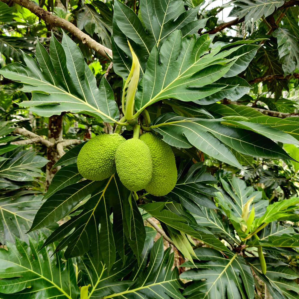 Dream Meaning of Breadfruit Tree