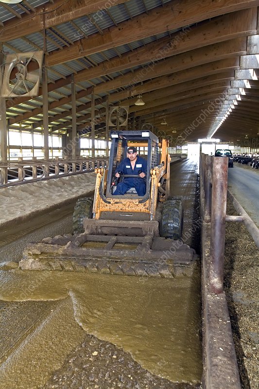 Dream Meaning of Collecting Cow Dung