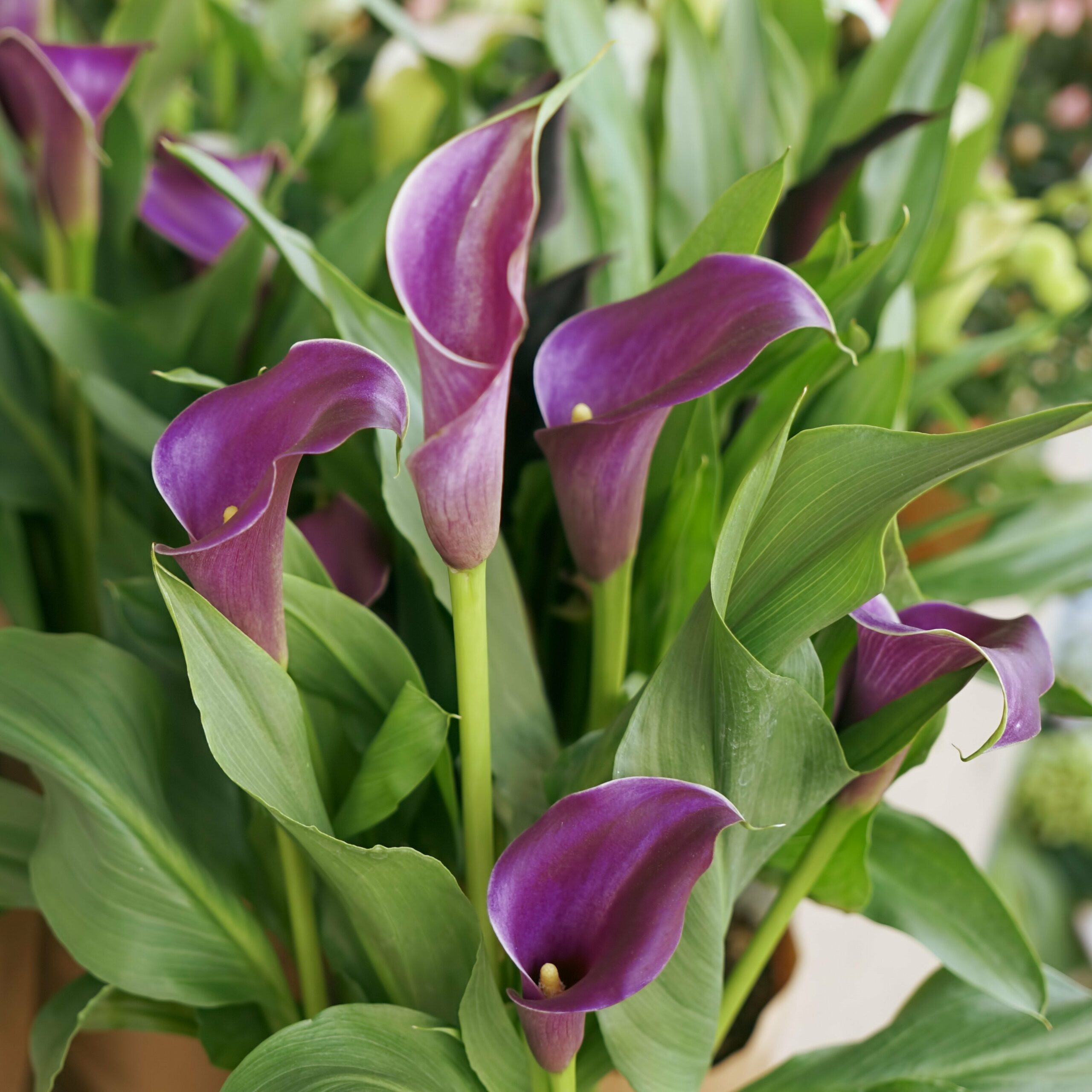 Dream Meaning of Calla Lilies