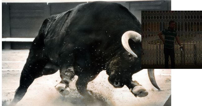 Dream Meaning of Black Bull Chasing Me