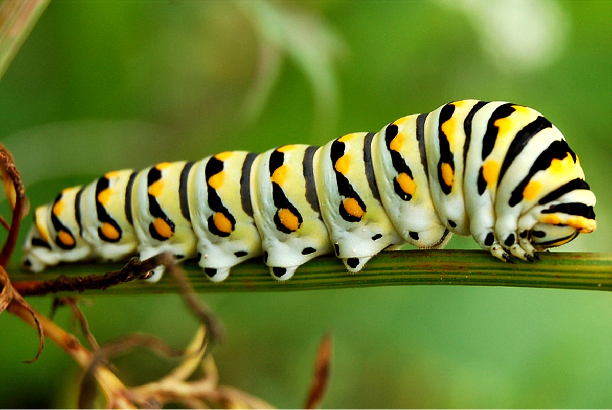 Dream Meaning of Caterpillar