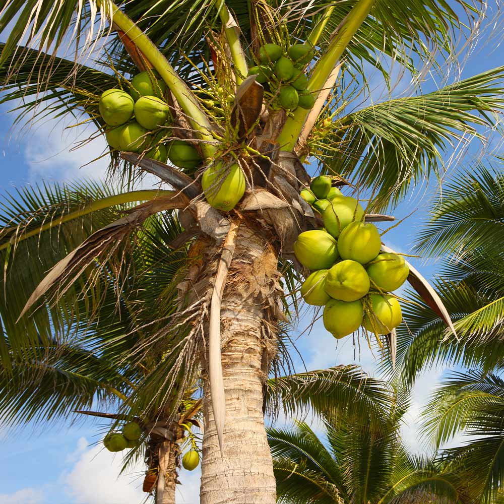 Dream Meaning of Coconut Tree