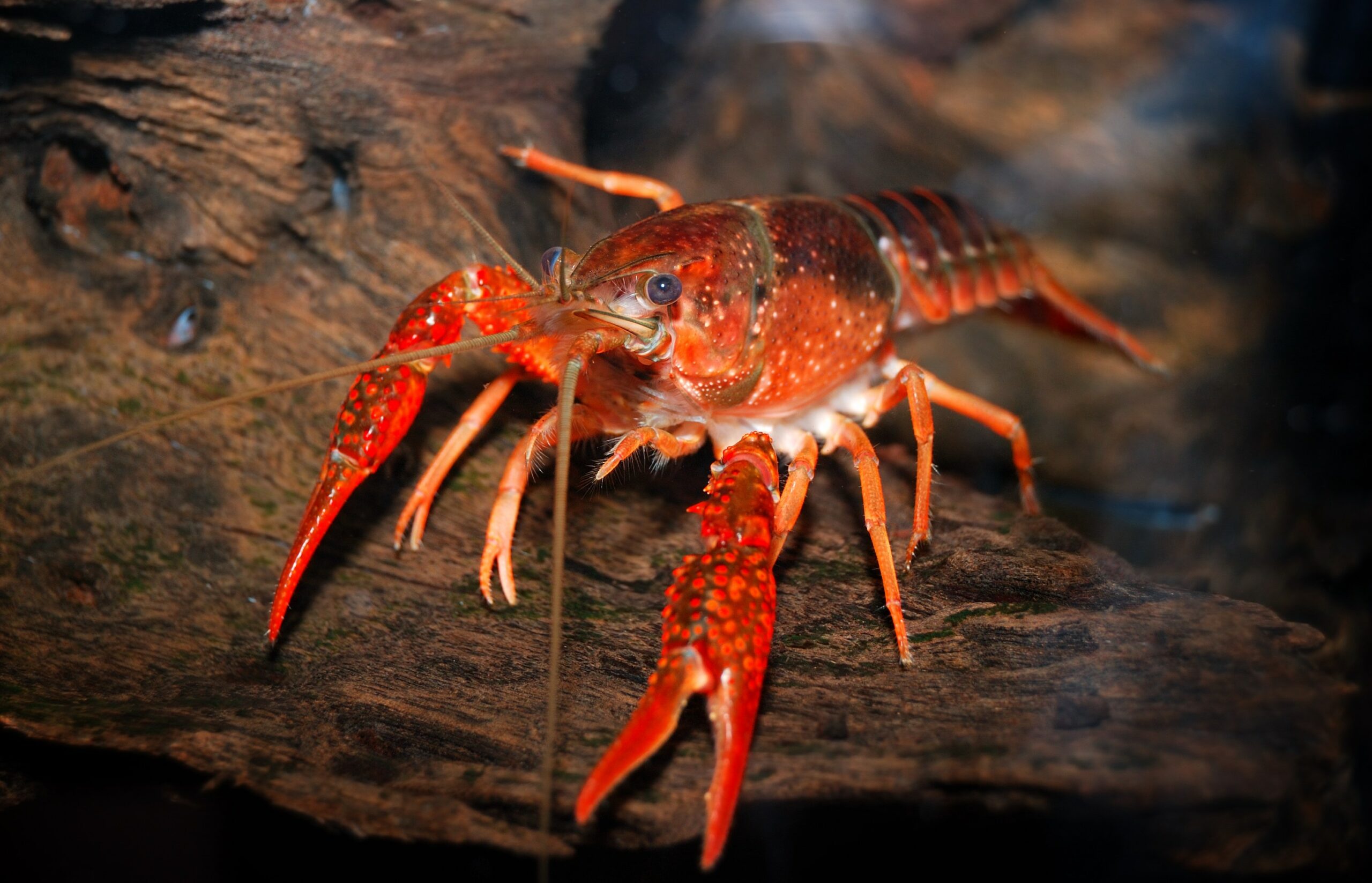 Dream Meaning of Crayfish