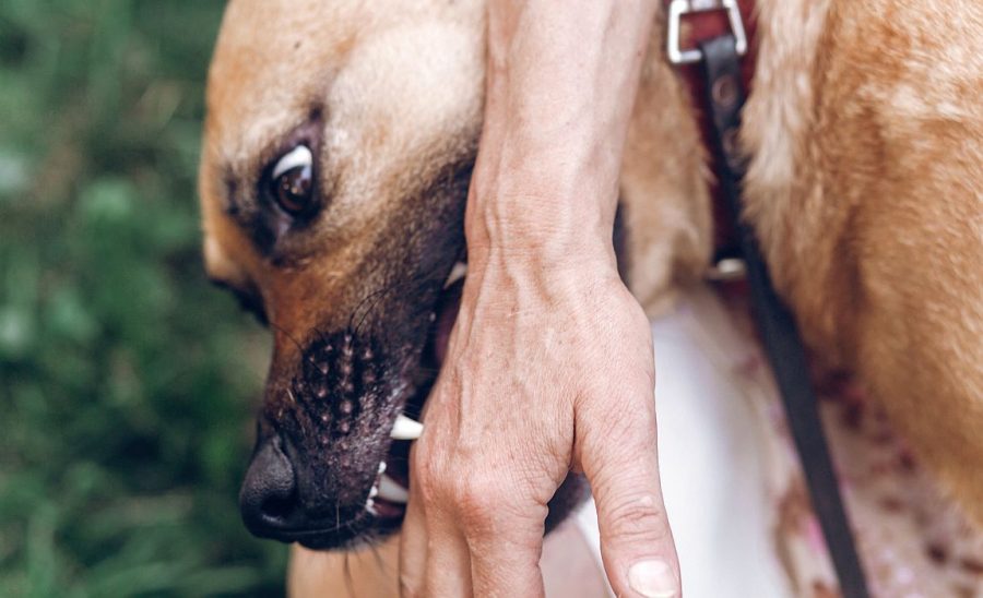 Dream Meaning of Dog Biting Someone