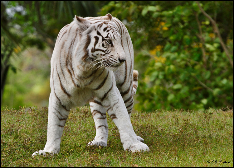 Dream Meaning of Bengal Tiger