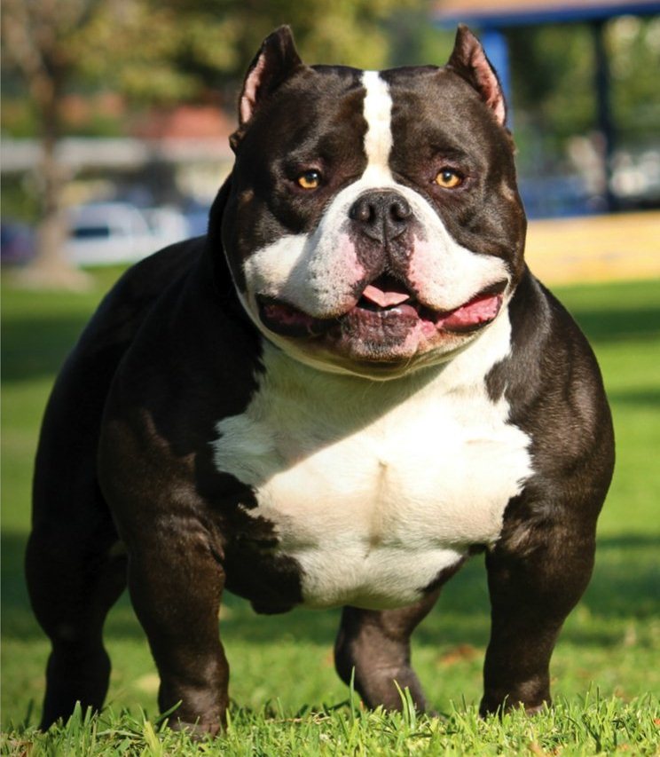 Dream Meaning of A Bully