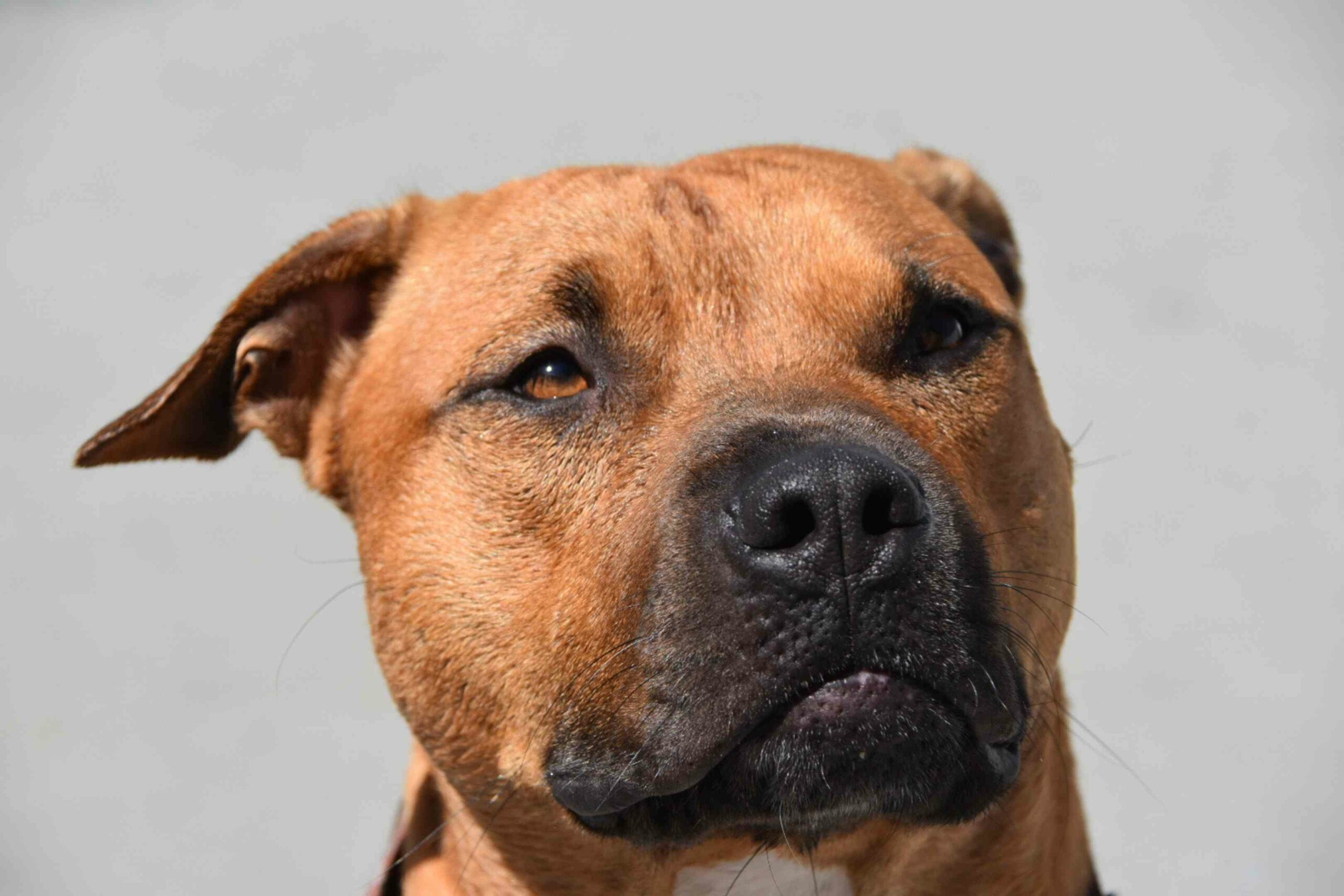 Dream Meaning of Brown Dog