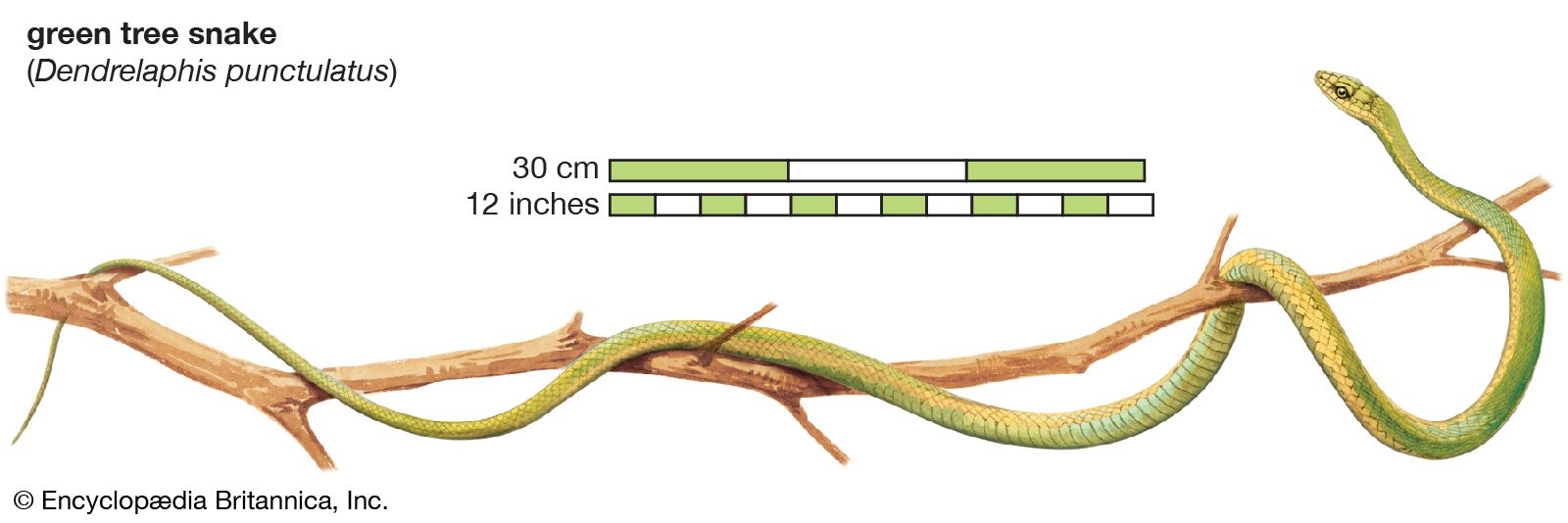 Dream Meaning of A Snake On A Tree