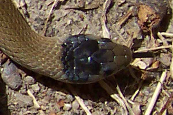 Dream Meaning of A Grey Snake