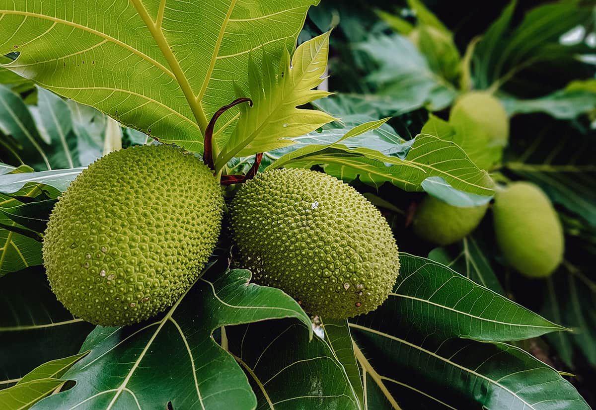 Dream Meaning of Breadfruit