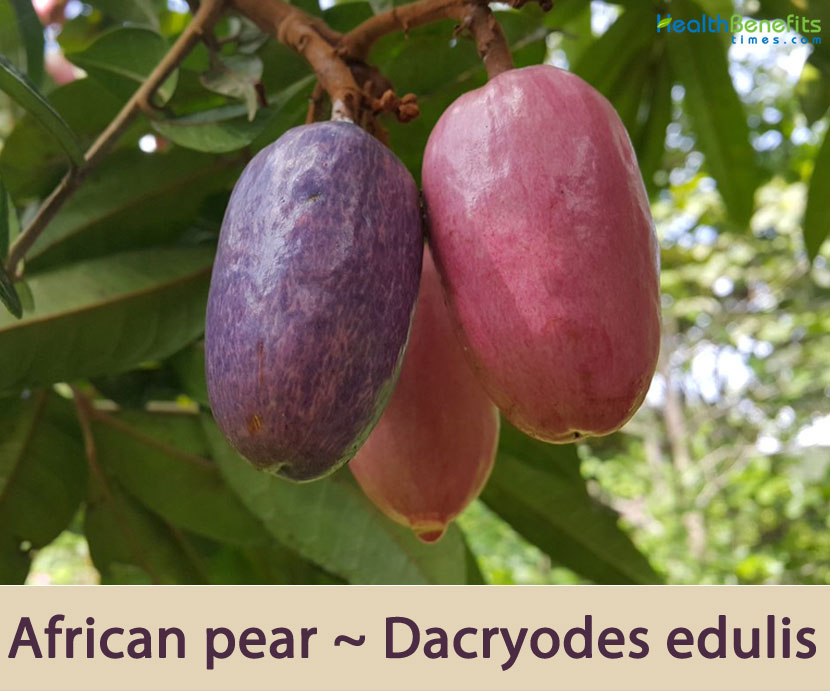Dream Meaning of African Pear