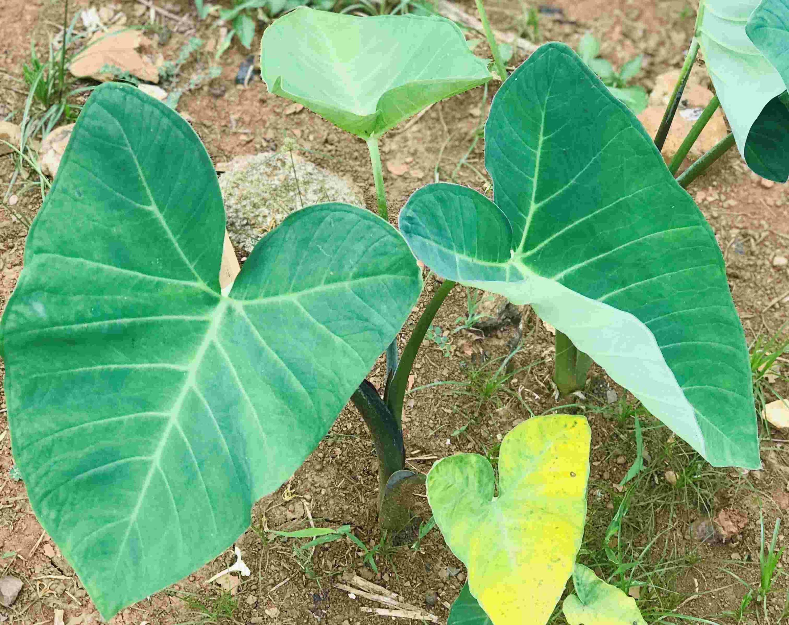 Dream Meaning of Cocoyam Leaves