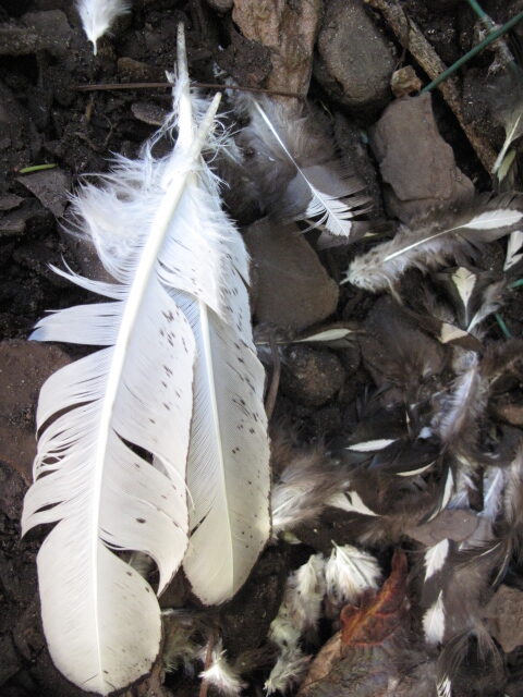 Dream Meaning of A Raccoon Attacking Me