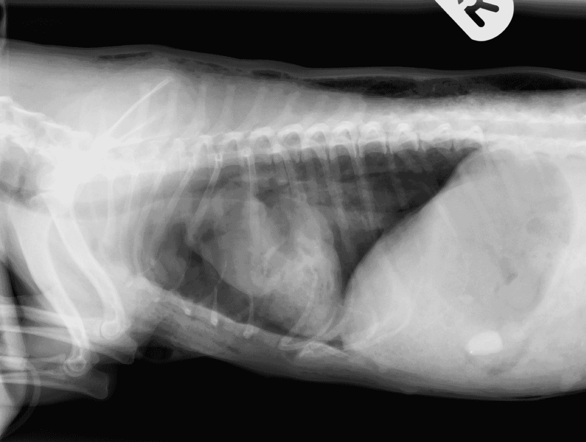 Dream Meaning of Dog Biting Chest