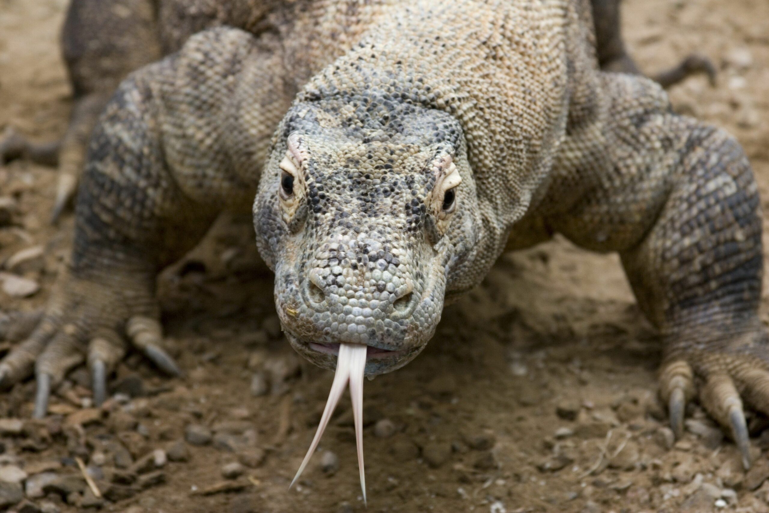 Dream Meaning of A Komodo Dragon