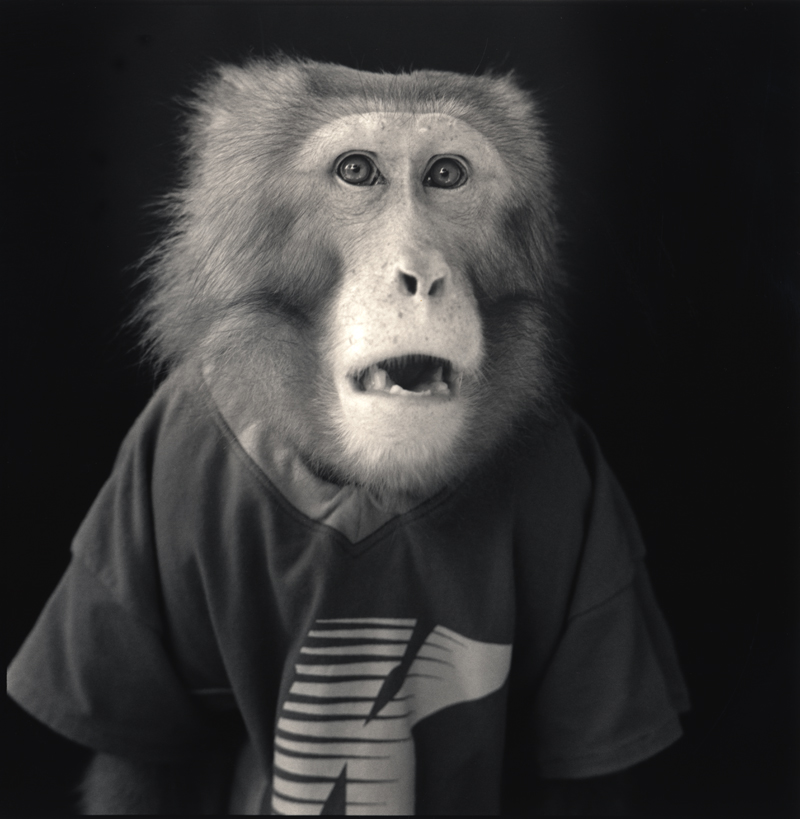 Dream Meaning of A Monkey