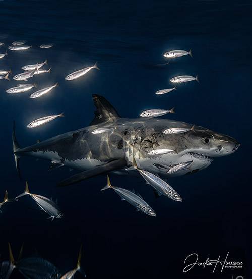 Dream Meaning of A Great White Shark