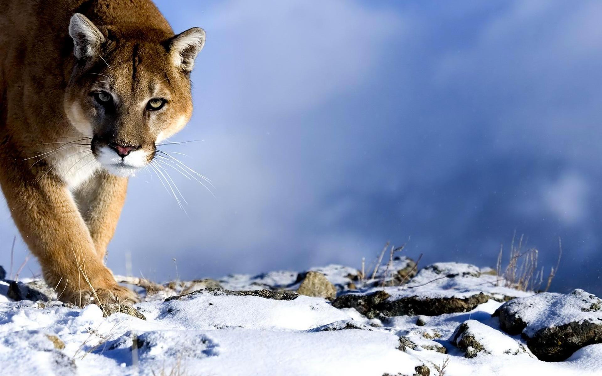 Dream Meaning of A Mountain Lion