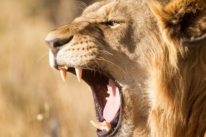 Dream Meaning of Being Eaten Alive By A Lion