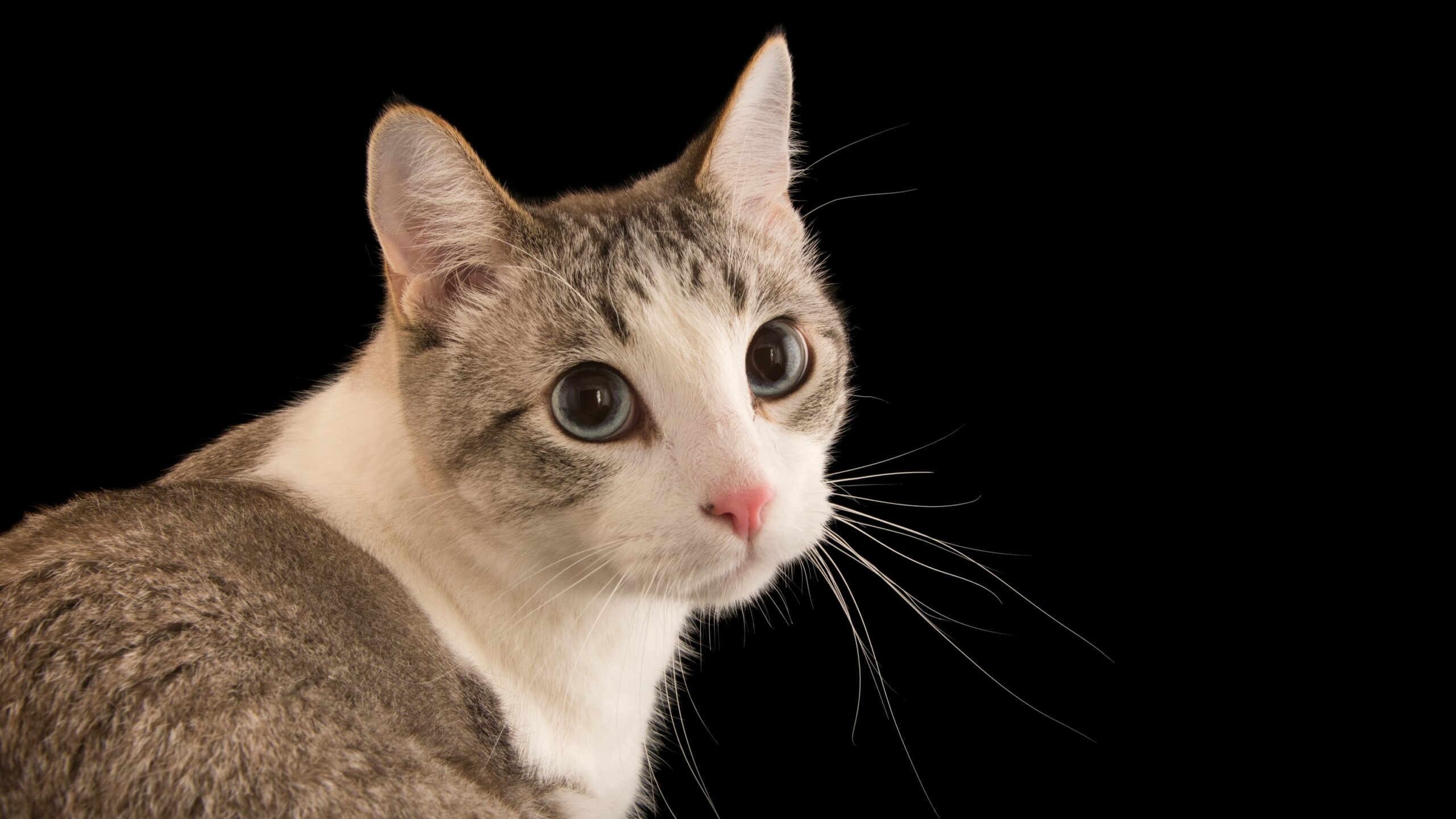 Dream Meaning of Cat