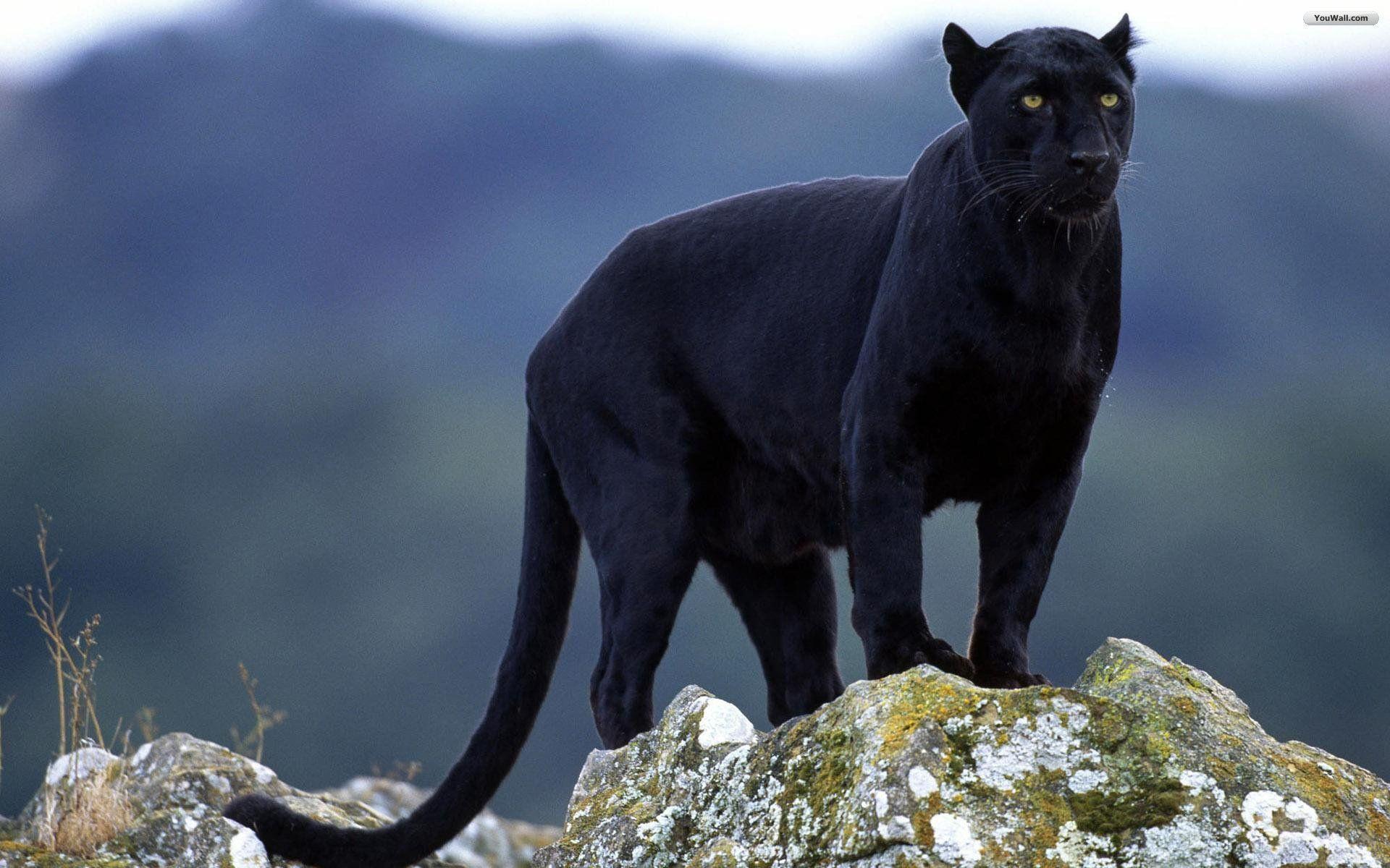 Dream Meaning of Black Jaguar