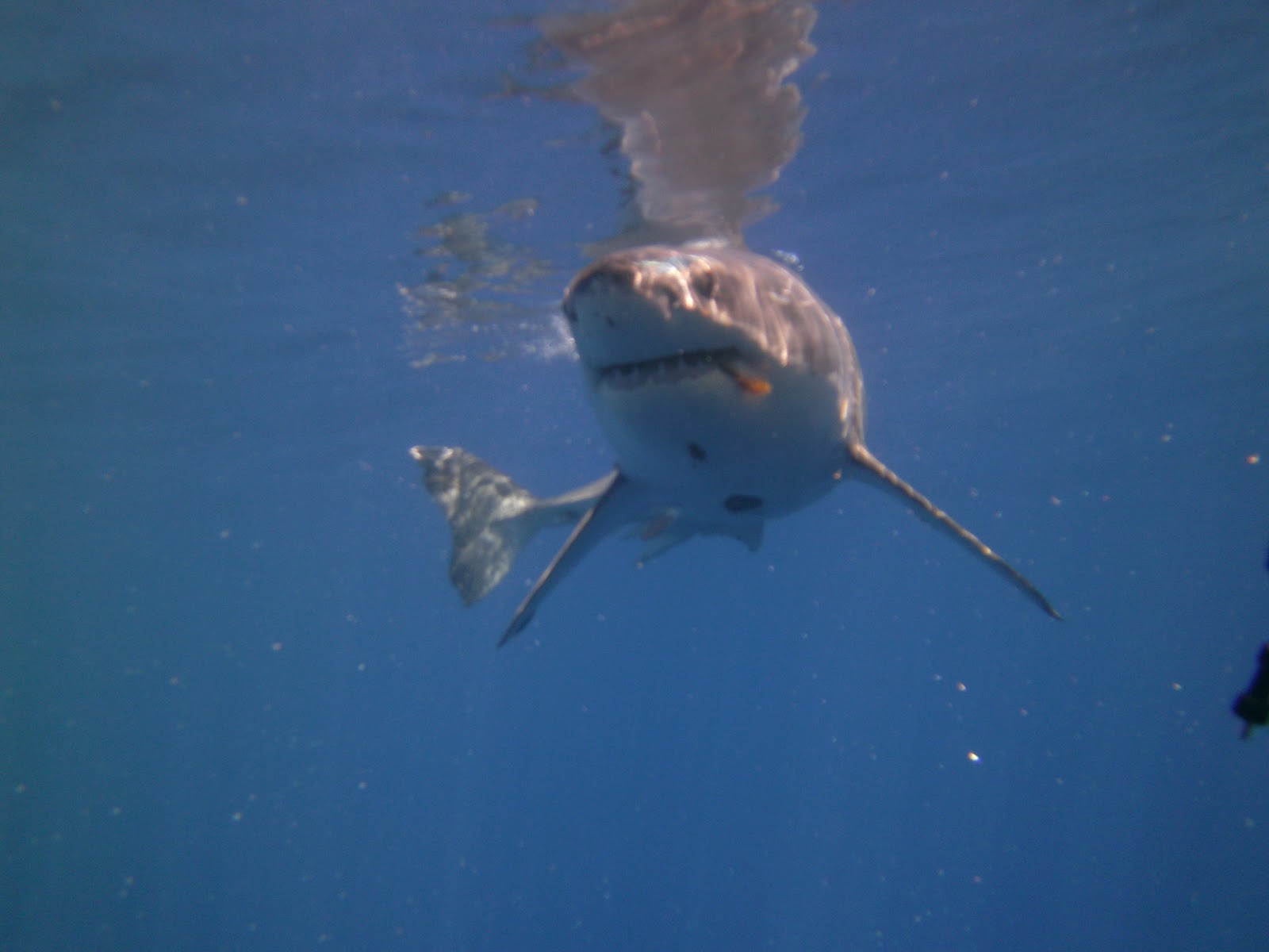 Dream Meaning of A Shark Chasing You