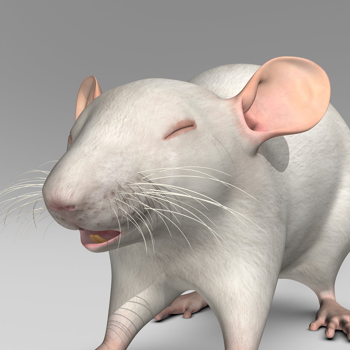 Dream Meaning of A White Rat