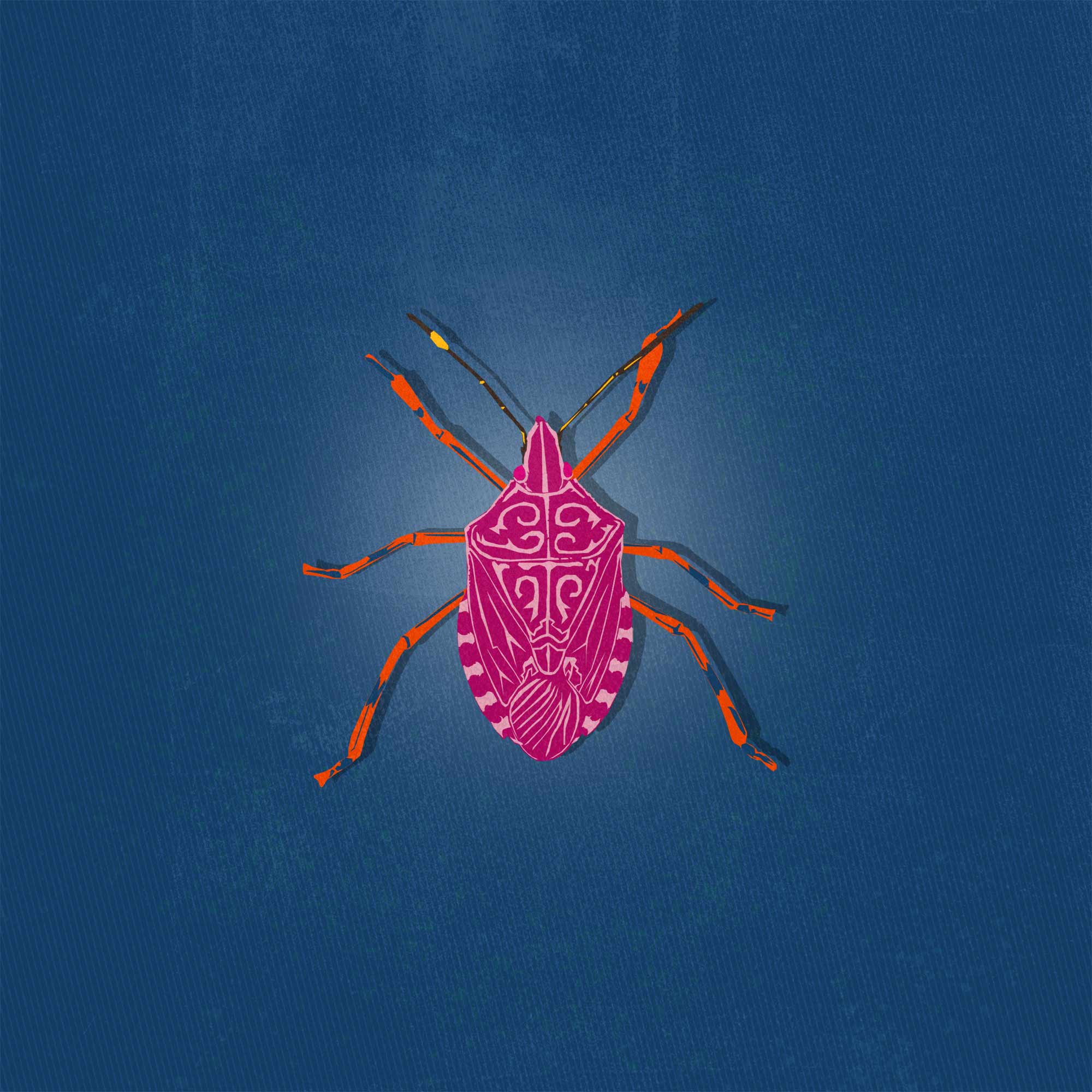 Dream Meaning of A Stink Bug