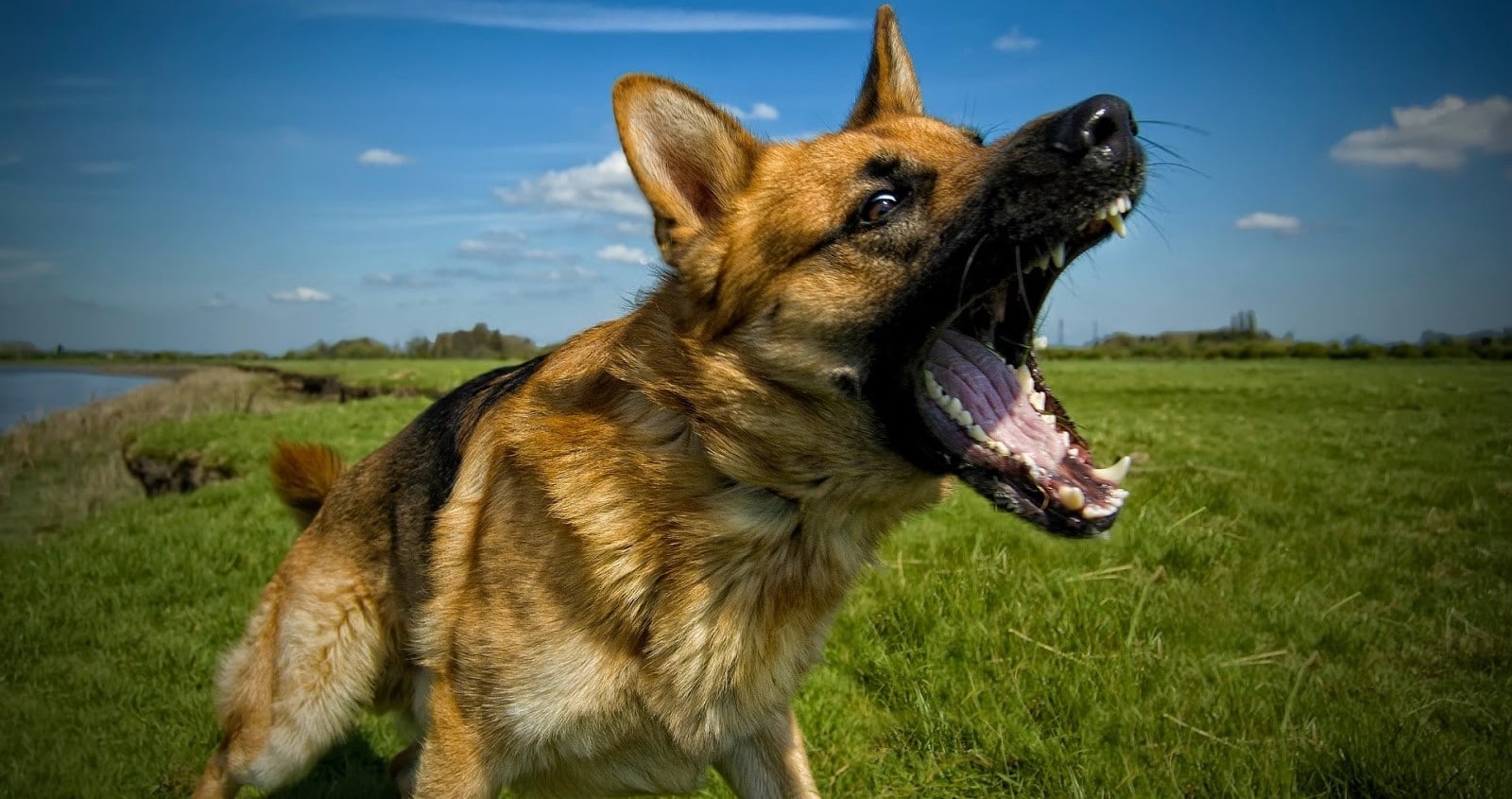 Dream Meaning of A Black Dog Barking