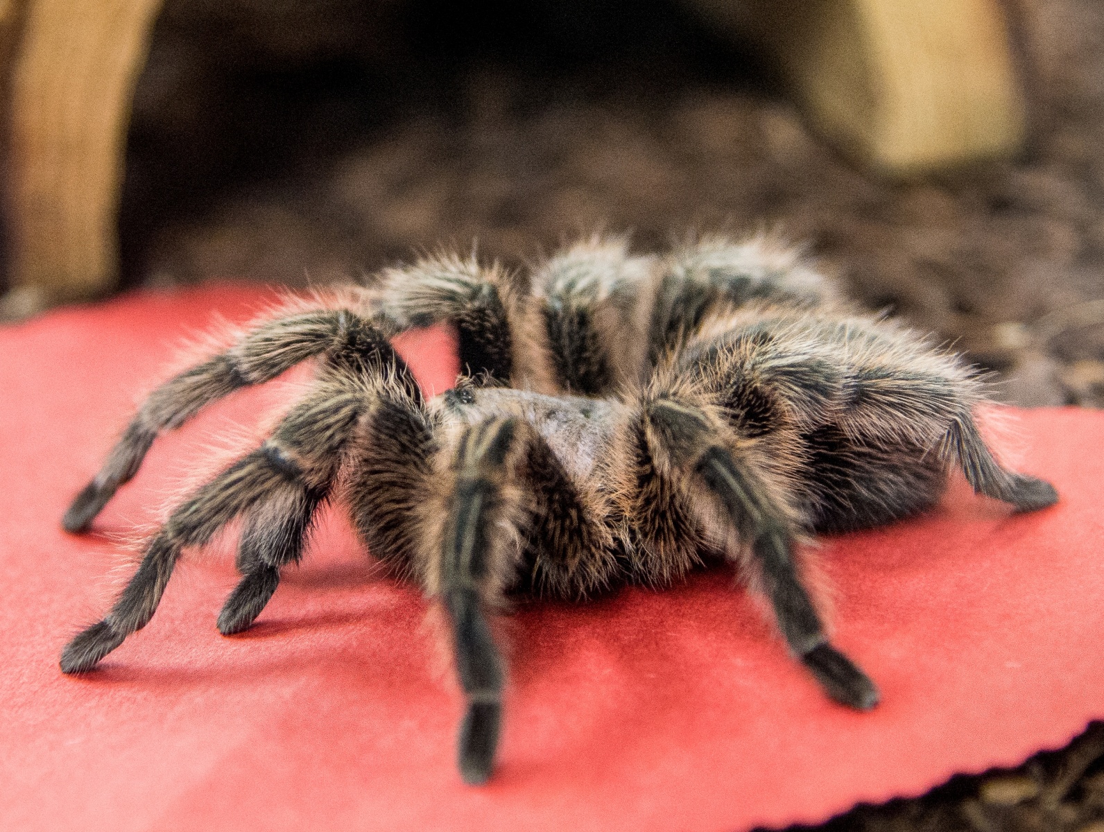 Dream Meaning of A Tarantula