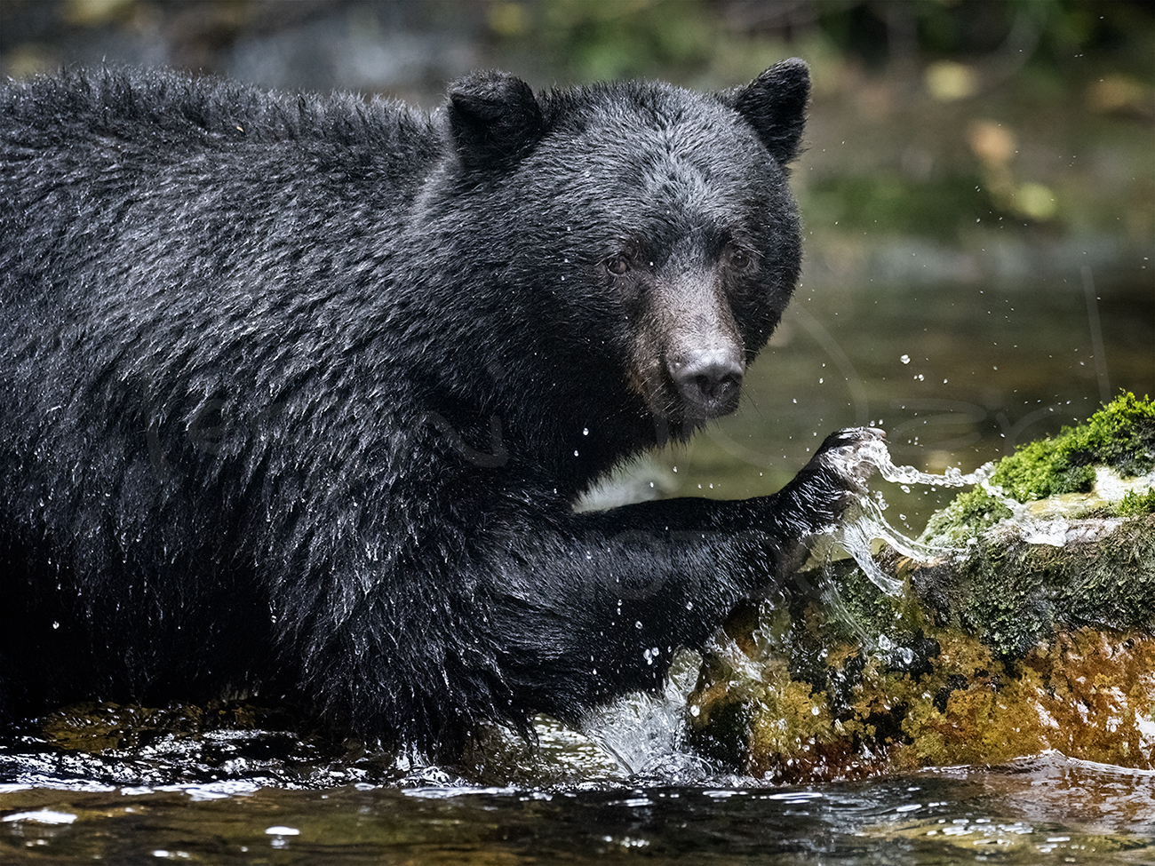 Dream Meaning of Black Bear