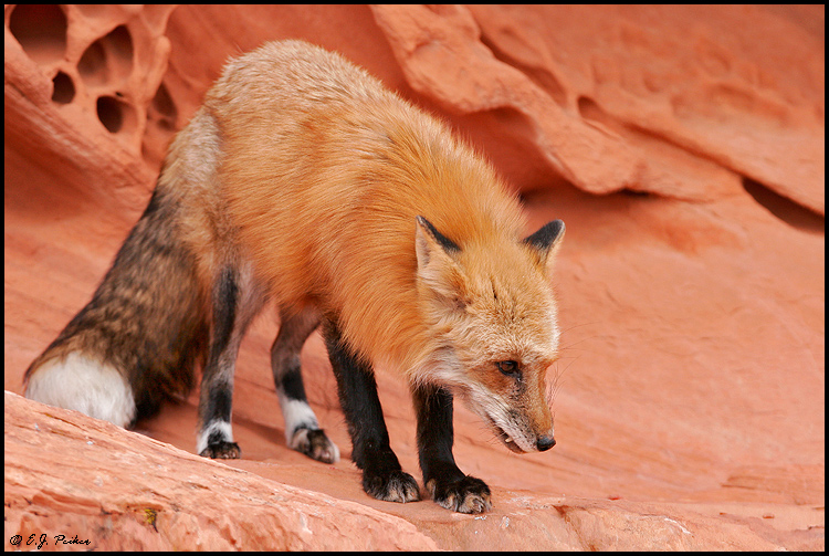 Dream Meaning of A Red Fox