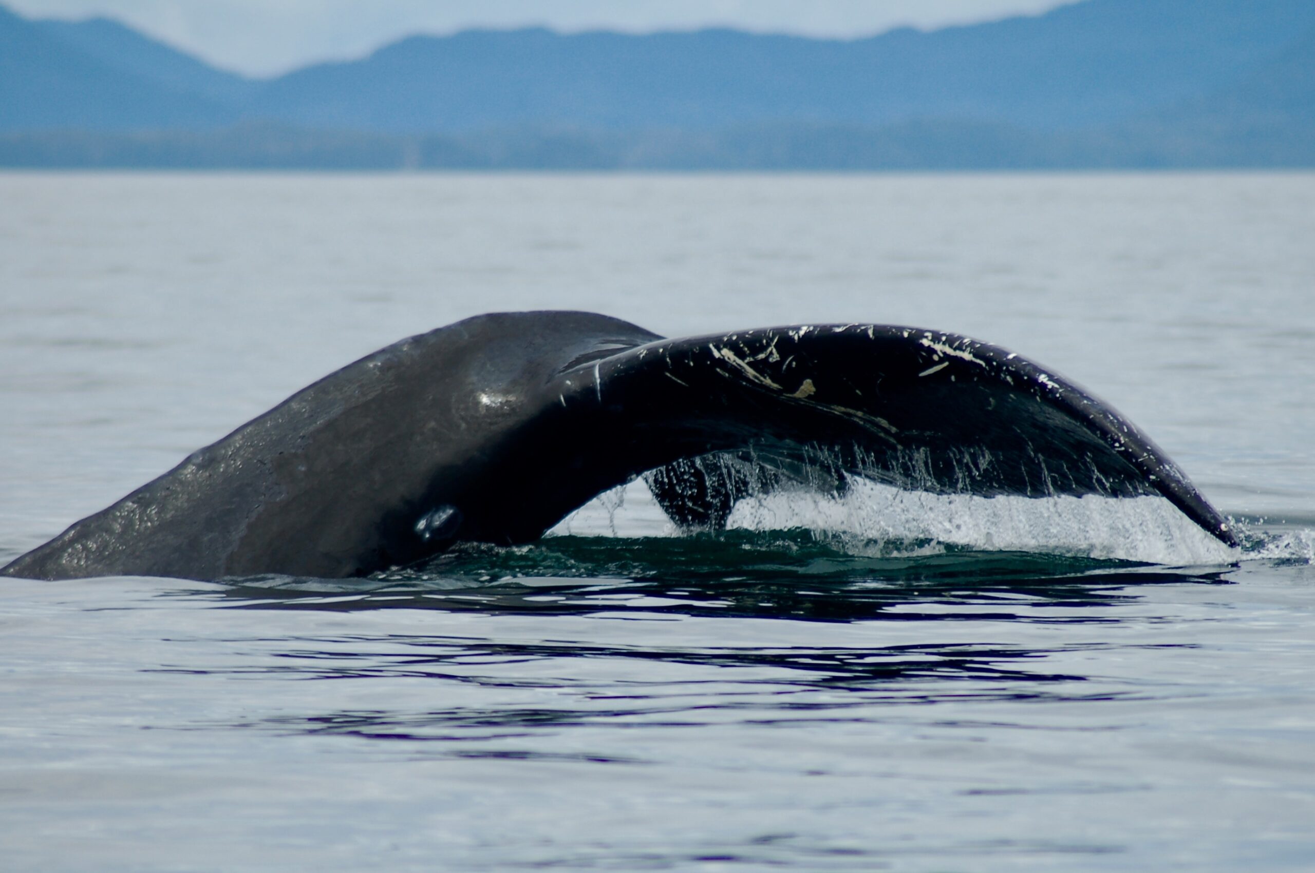 Dream Meaning of A Whale Tail