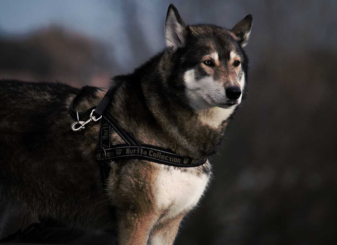 Dream Meaning of Being Bit By A Dog