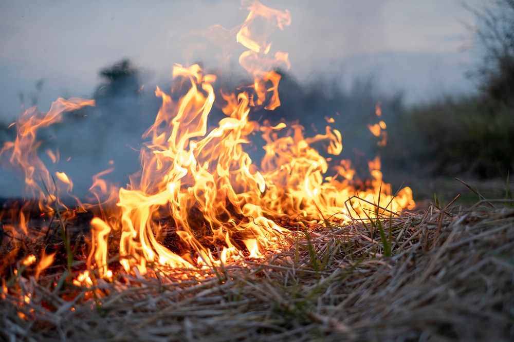 Dream Meaning of Burning Grass