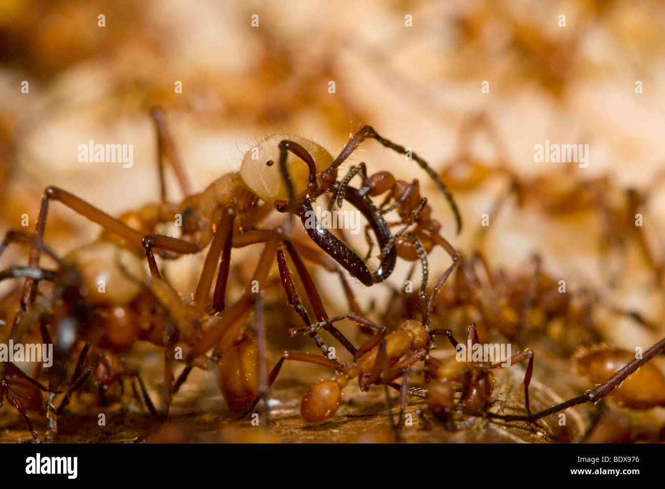 Dream Meaning of Ants Biting