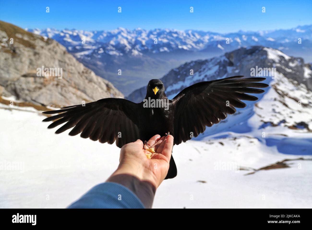 Dream Meaning of Black Crow Landing On Your Hand