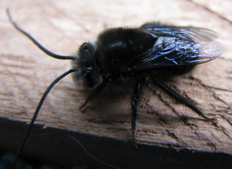 Dream Meaning of A Fly